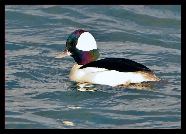 Male Buffehead. Look for Buffleheads in any sheltered water around Wiscasset, Edgecomb and Boothbay areas. Courtesy of Kirk Rogers